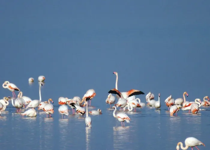 2c Vila Llido Degli Estensi